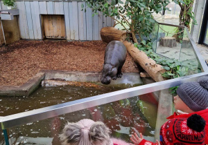 Dzieci obserwują kąpiel hipopotama