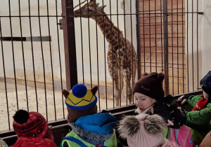 Dzieci obserwują małą żyrafkę