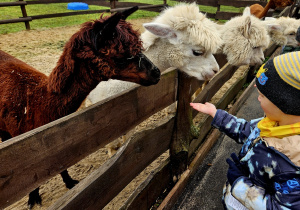 chłopiec karmi alpaki