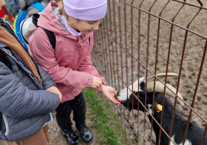 Dziewczynka karmi kozę