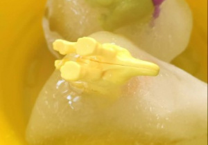 Lodowe jajo z dinozaurem