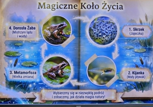 Plakat przedstawiający cykl życia żaby