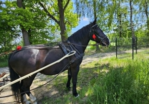 Koń
